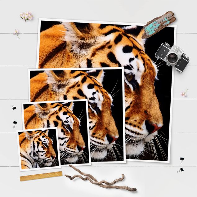 Poster da parete  Bellezza della tigre