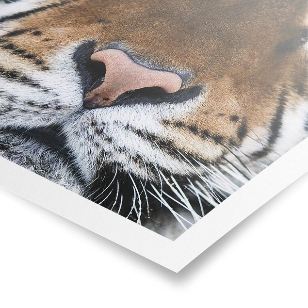 Poster animali Occhi di tigre