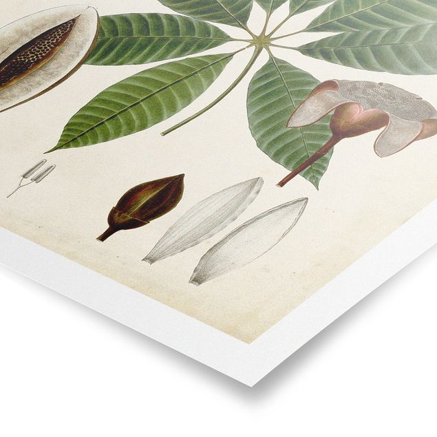 Stampe Poster con piante caducifoglie VII