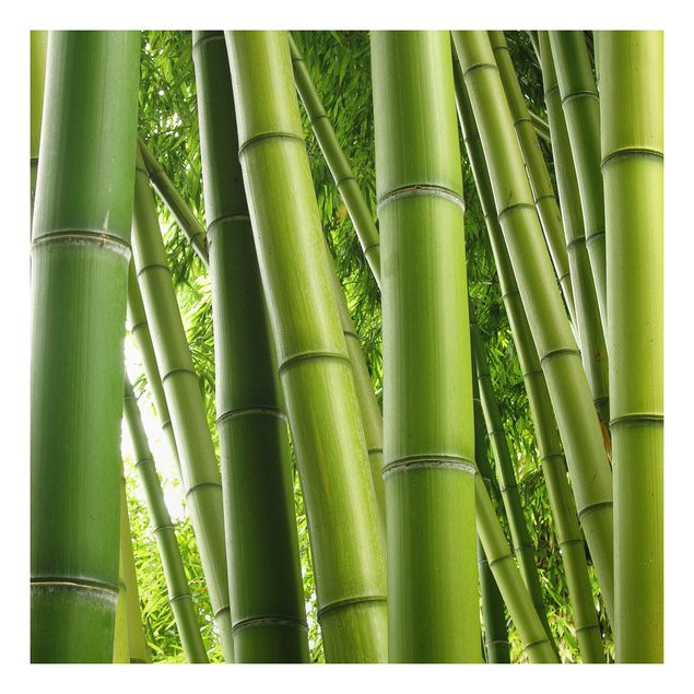 Quadro alberi Alberi di bambù n.1