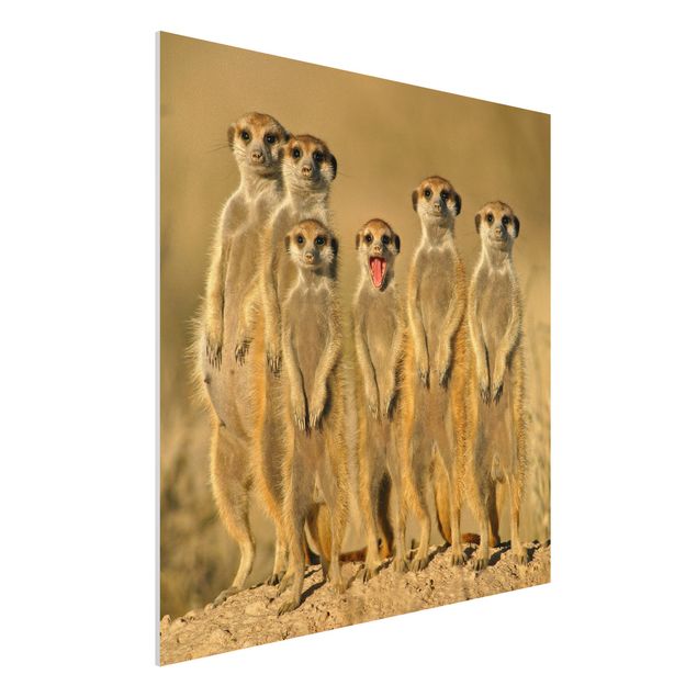 Quadro Africa Famiglia di suricati