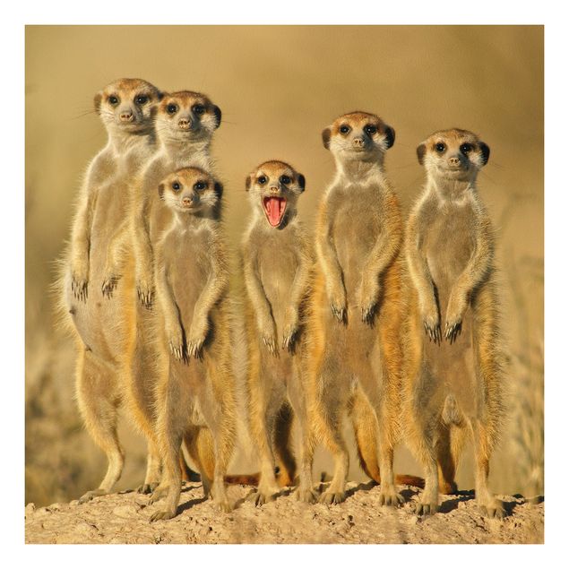 Quadro moderno Famiglia di suricati