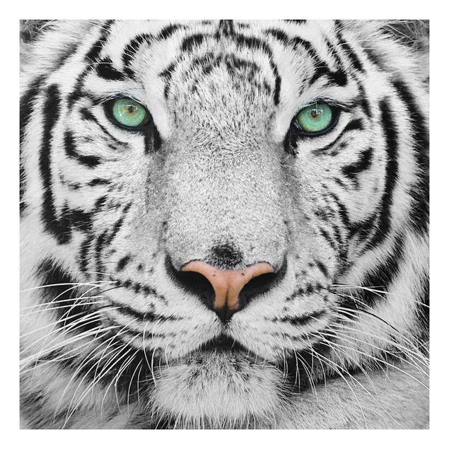 Quadro moderno Tigre bianca