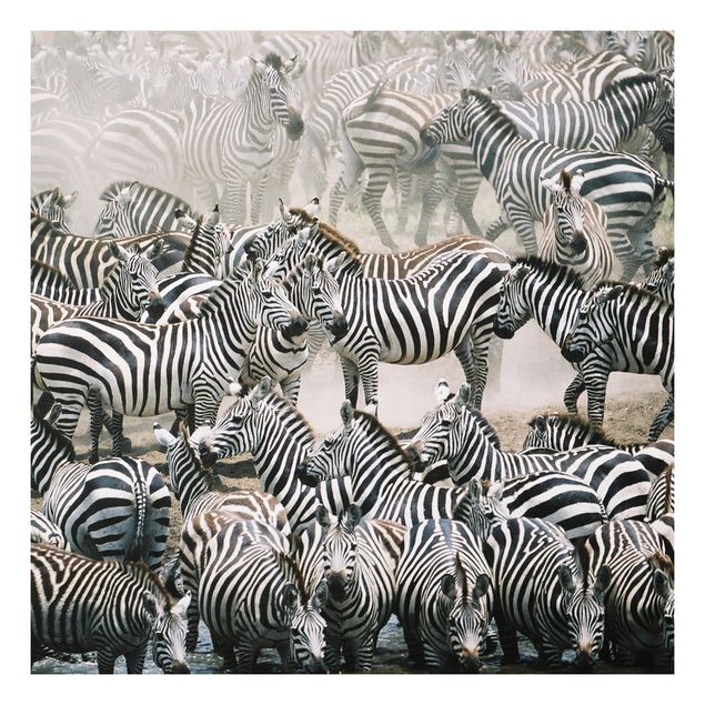 Quadri zebra Branco di zebre