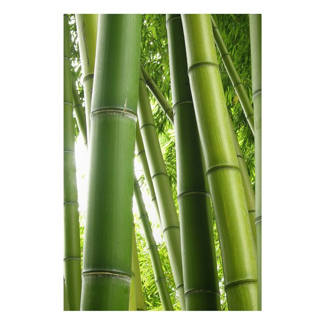 Quadri con alberi Alberi di bambù n.1