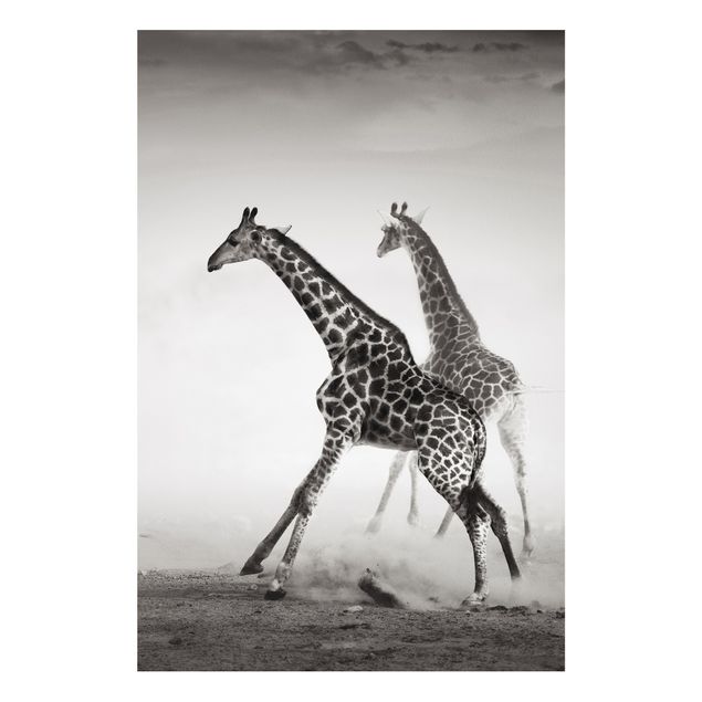Quadri moderni   Giraffe a caccia