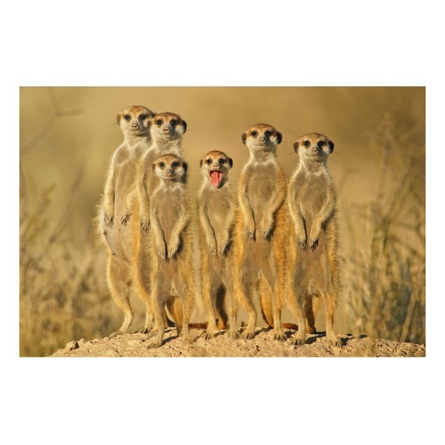 Quadri moderni   Famiglia di suricati