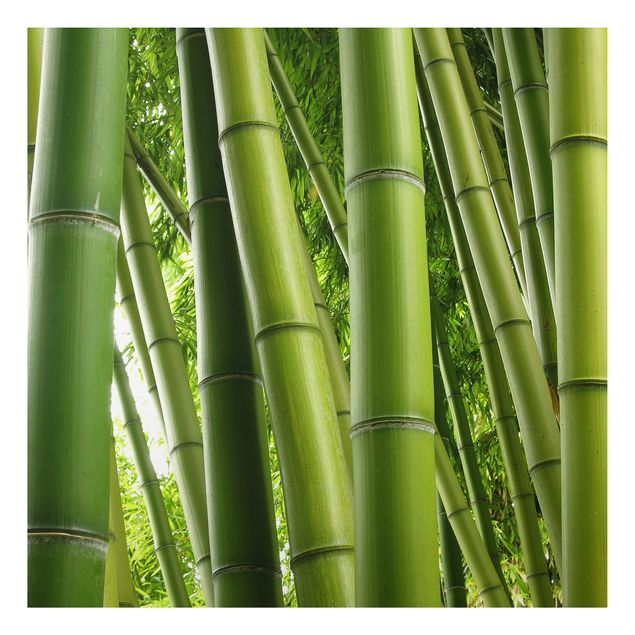 Quadri alberi Alberi di bambù n.1