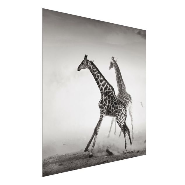 Quadro giraffa Giraffe a caccia