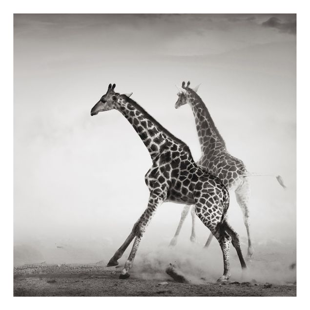 Quadri moderni   Giraffe a caccia