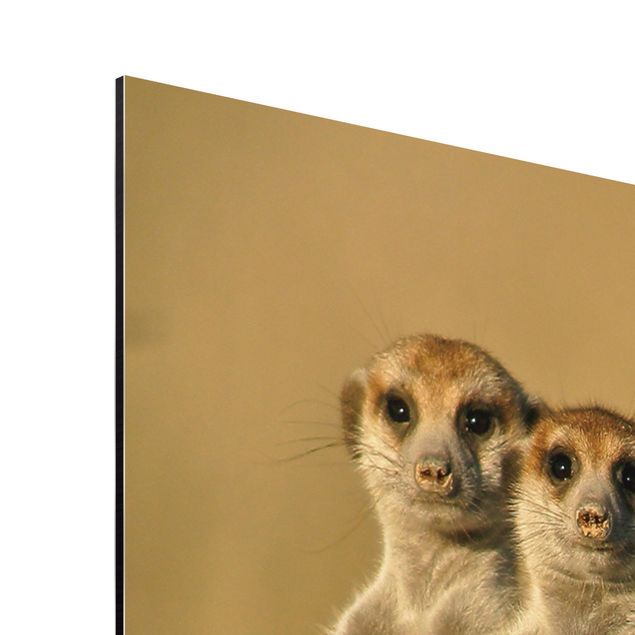 Stampe Meerkat Family