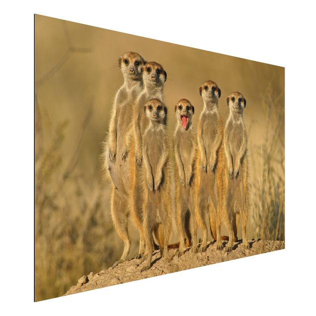 Quadri Africa Meerkat Family