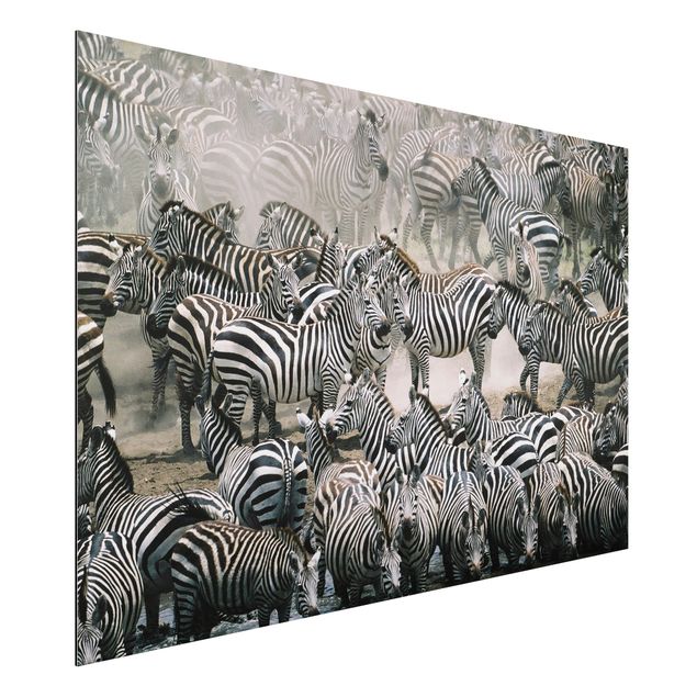 Quadri Africa Branco di zebre