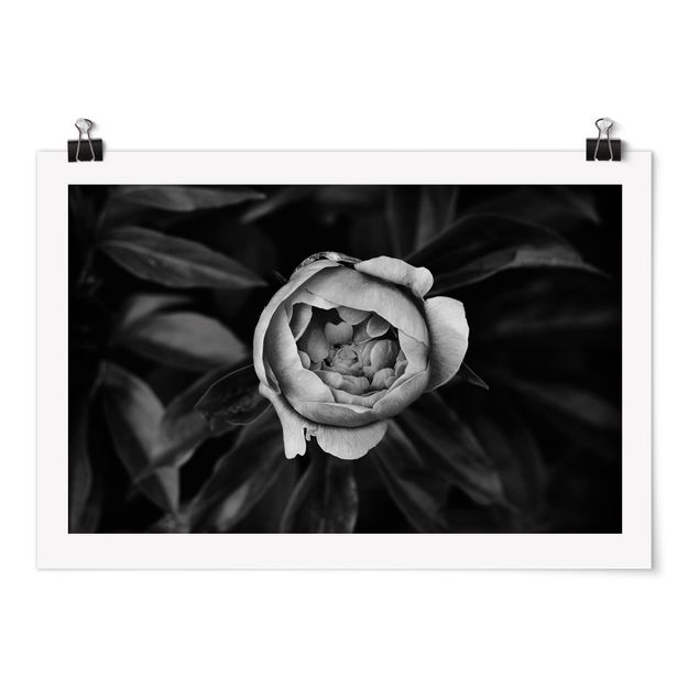 Poster bianco nero Fiore di peonia bianco Foglie anteriori nere