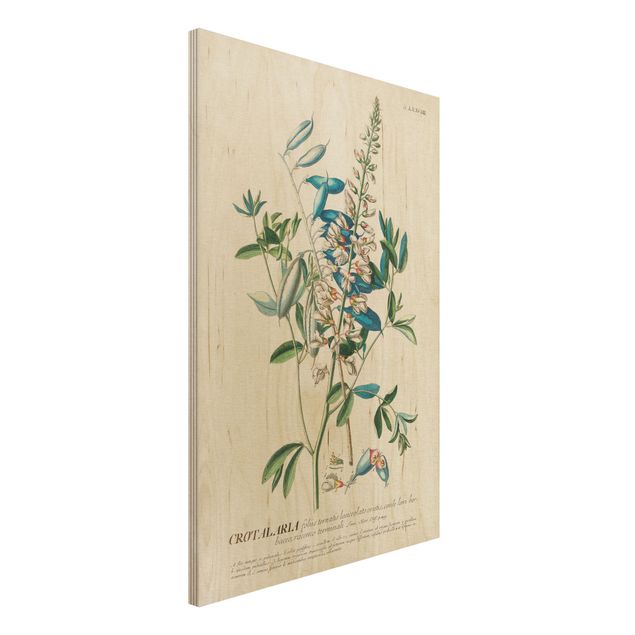 Quadri in legno vintage Illustrazione botanica vintage Legumi