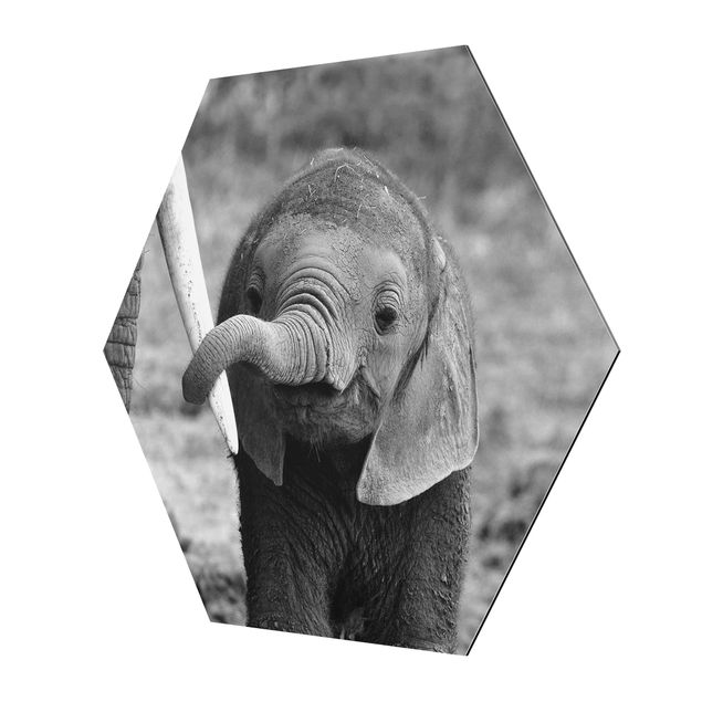 Quadro esagonale Elefantino