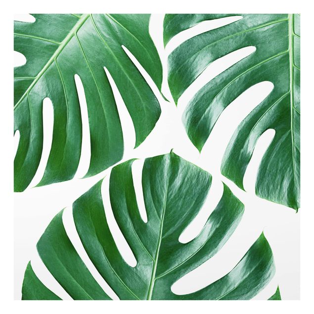 Paraschizzi cucina vetro Monstera a foglie verdi tropicali