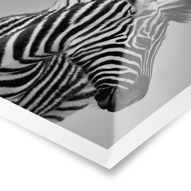 Quadri con animali Ritratto di piccola zebra II