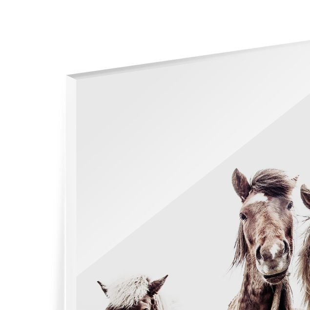 Paraschizzi in vetro - Cavallo d'Islanda - Formato orizzontale 3:2