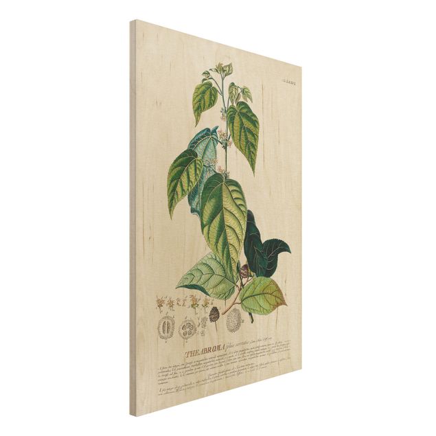 Quadri in legno vintage Illustrazione botanica vintage Cacao