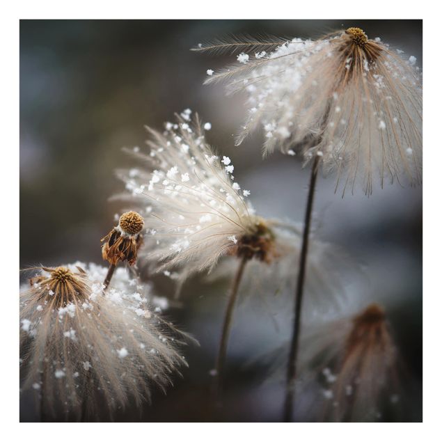 Paraschizzi in vetro - Dandelions With Snowflakes
