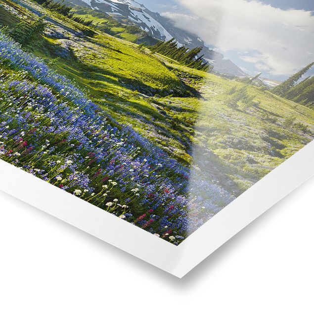 Quadri sulla natura Prato di montagna con fiori blu davanti al monte Rainier