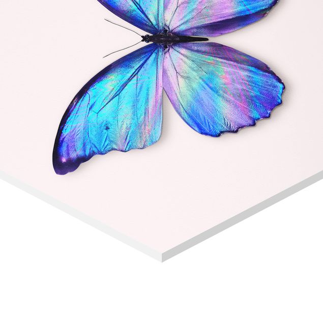 Stampa forex Farfalla olografica