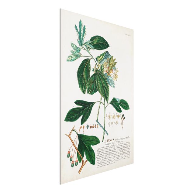 Quadri di fiori Illustrazione botanica vintage Alloro