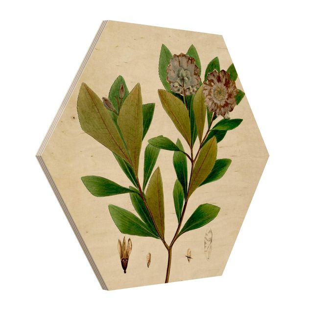 Quadri in legno Poster con piante caducifoglie V