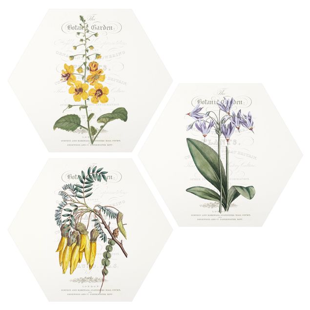 Quadri stampe Set tableau botanico I