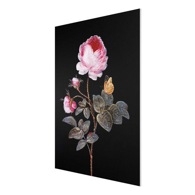 Quadri barocco Barbara Regina Dietzsch - La rosa dai cento petali