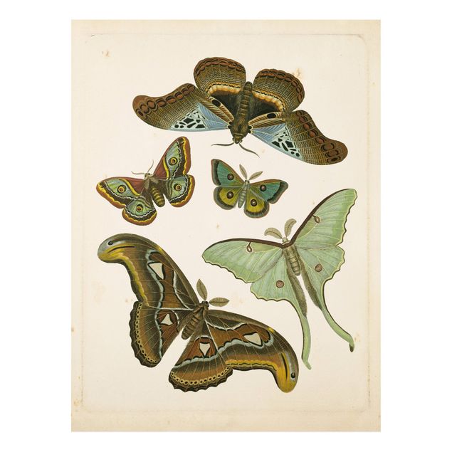 Quadri vintage Illustrazione vintage Farfalle esotiche II
