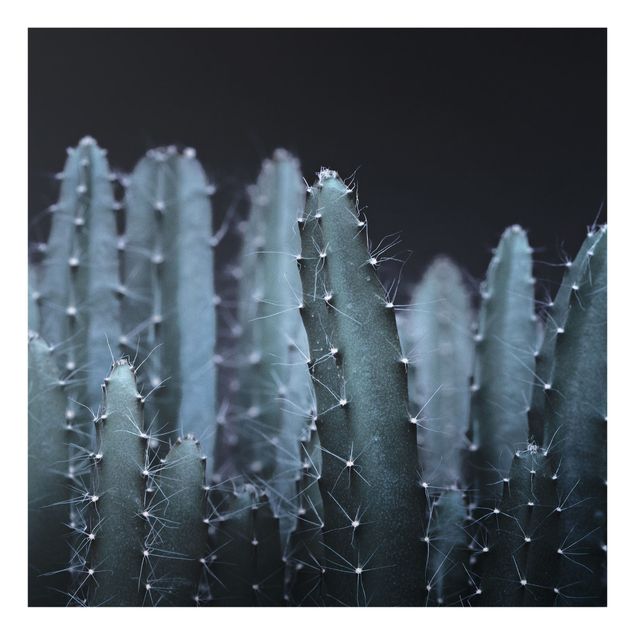 Paraschizzi cucina Cactus del deserto di notte