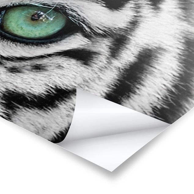 Stampe poster Tigre bianca