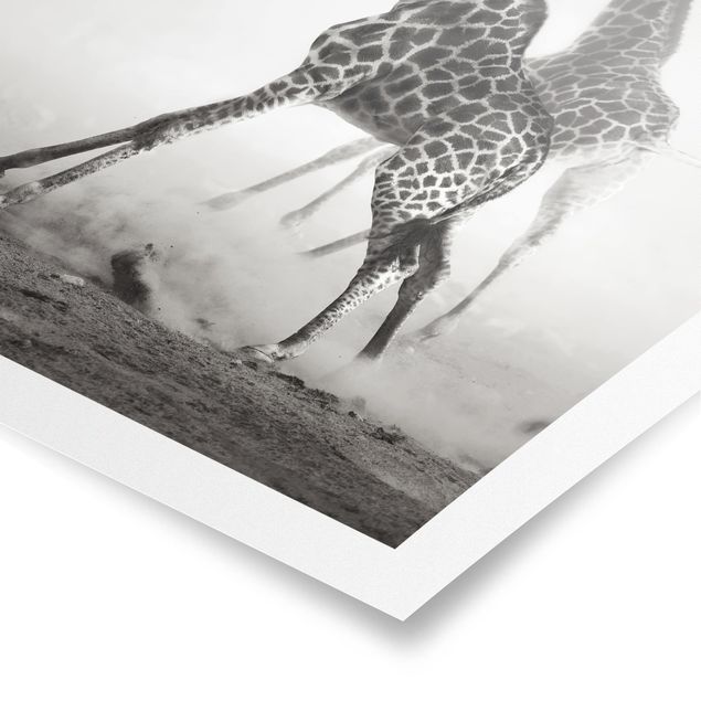 Poster bianco nero Giraffe a caccia