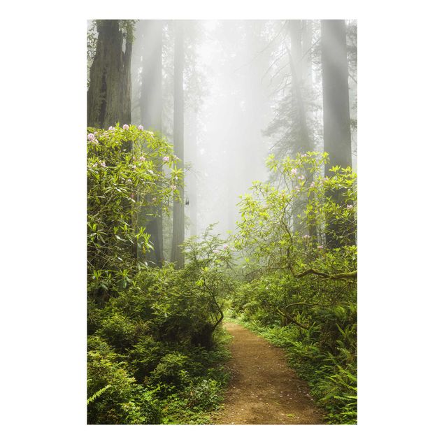 Quadri sulla natura Sentiero della foresta nebbiosa