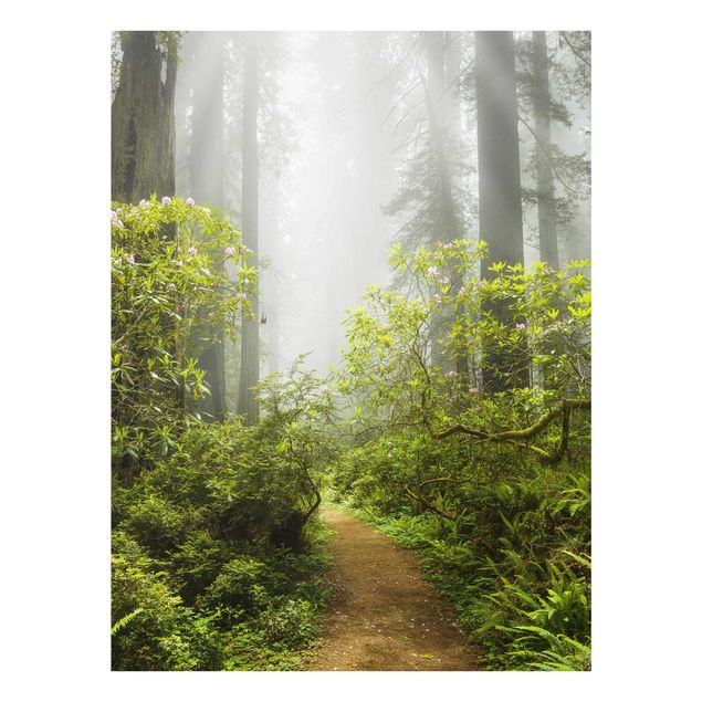 Quadri natura Sentiero della foresta nebbiosa