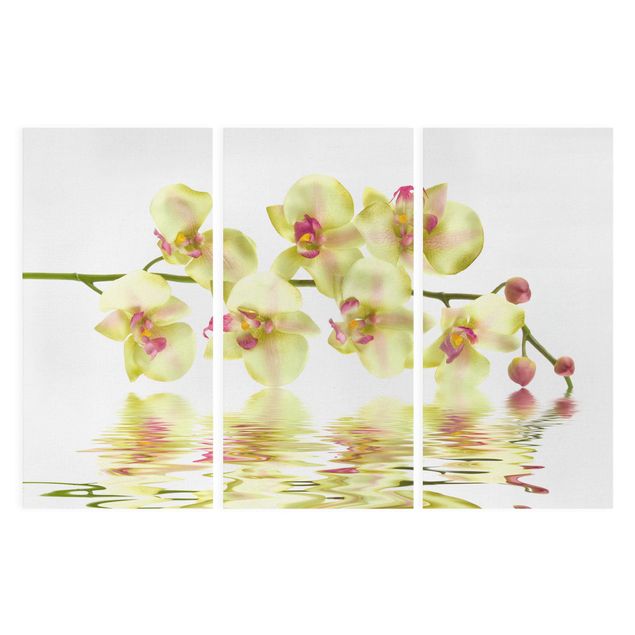 Quadri fiori Acque sognanti di orchidee