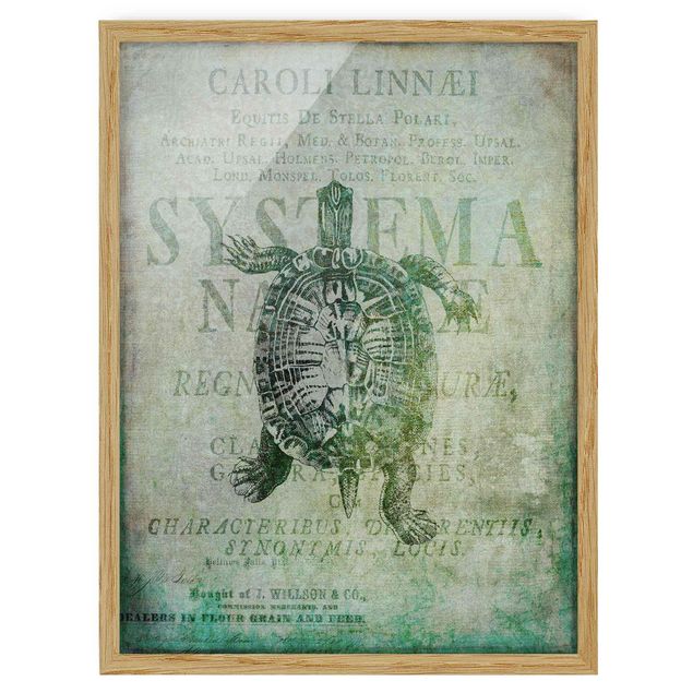 Quadro turchese Collage vintage - Tartaruga antica