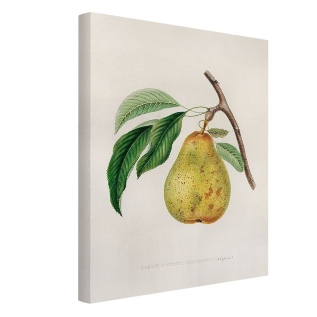 Quadri gialli Illustrazione botanica vintage Pera gialla