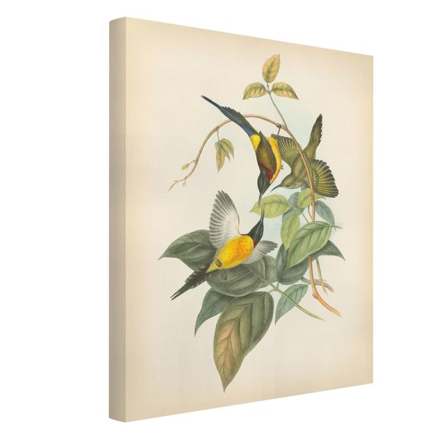 Quadri animali Illustrazione vintage Uccelli tropicali IV