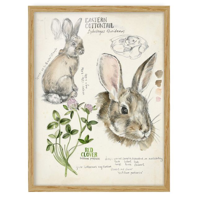 Quadro marrone Diario della natura selvaggia - Coniglio