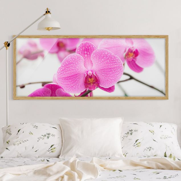 Quadri con cornice con fiori Orchidea ravvicinata