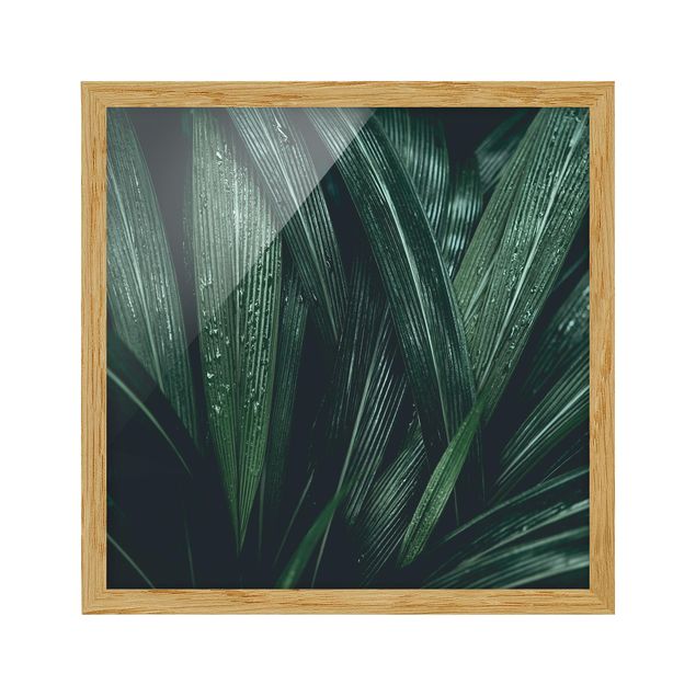 Quadri verdi Foglie di palma verde