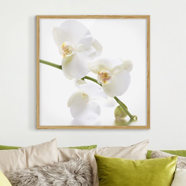 Quadro orchidea Acque di orchidea bianca