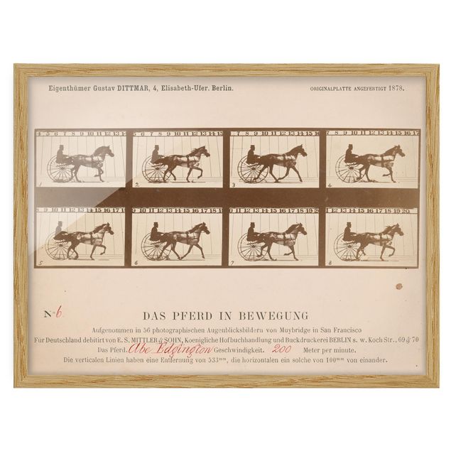 Quadri con cornice riproduzioni Eadweard Muybridge - Il cavallo in movimento