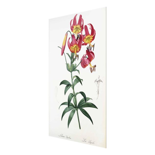 Quadri di fiori Pierre Joseph Redoute - Lilium Superbum