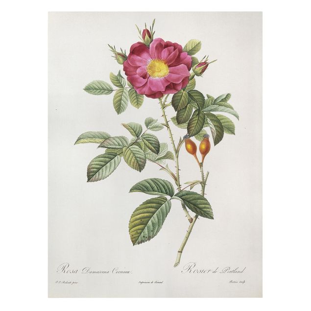 Quadri fiori Pierre Joseph Redoute - Rosa di Portland