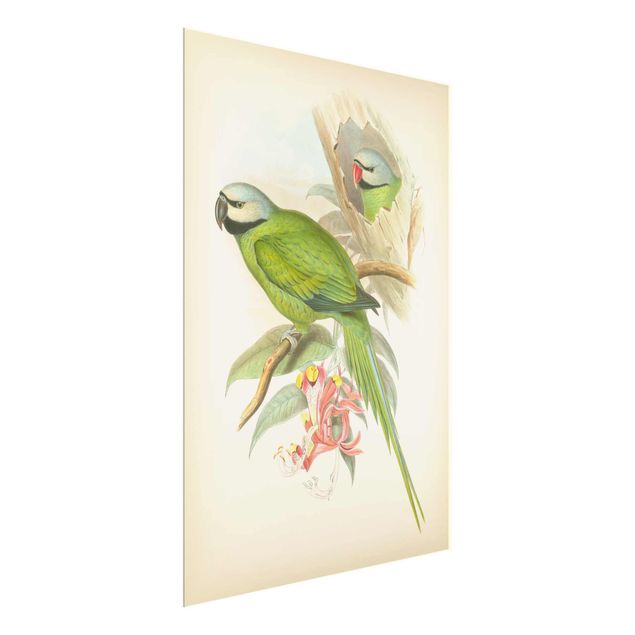 Quadri verdi Illustrazione vintage Uccelli tropicali II