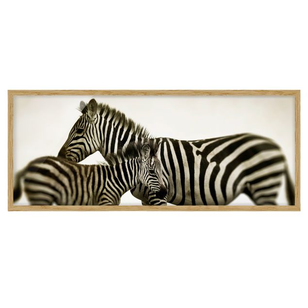 Quadri con cornice con animali Coppia di zebre